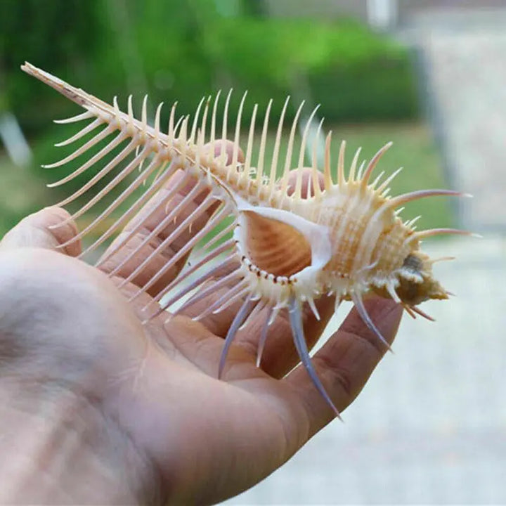 Exquisite Oceanic Conch Shell Decorative Aquarium Fish Specimen-3