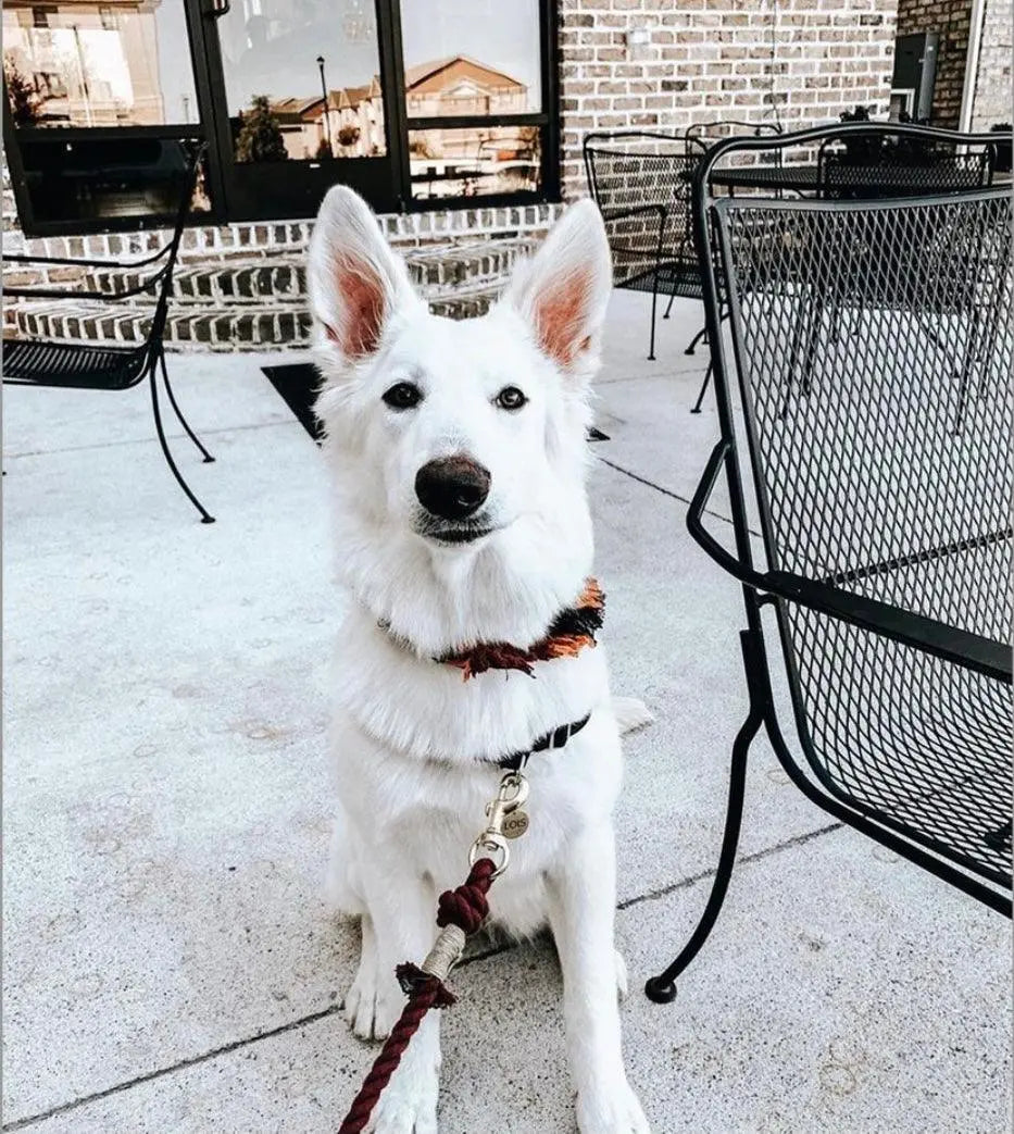 ROPE LEASH - MYSTICAL FAIRYTALE Pawsome Pets New York® Official Site