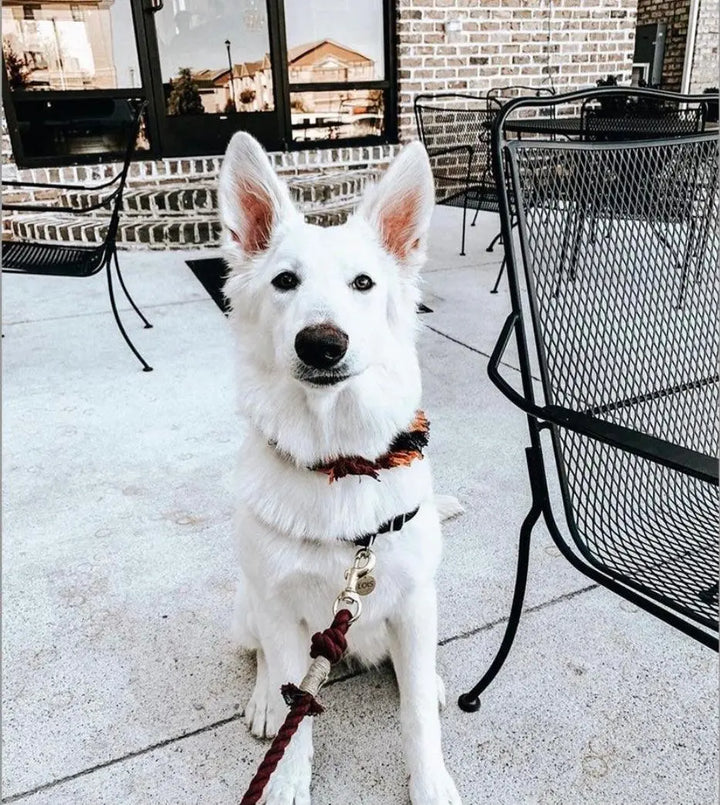 ROPE LEASH - MYSTICAL FAIRYTALE Pawsome Pets New York® Official Site