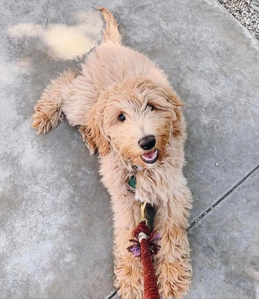 ROPE LEASH - MYSTICAL FAIRYTALE Pawsome Pets New York® Official Site